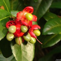 Ochna thomasiana Engl. & Gilg